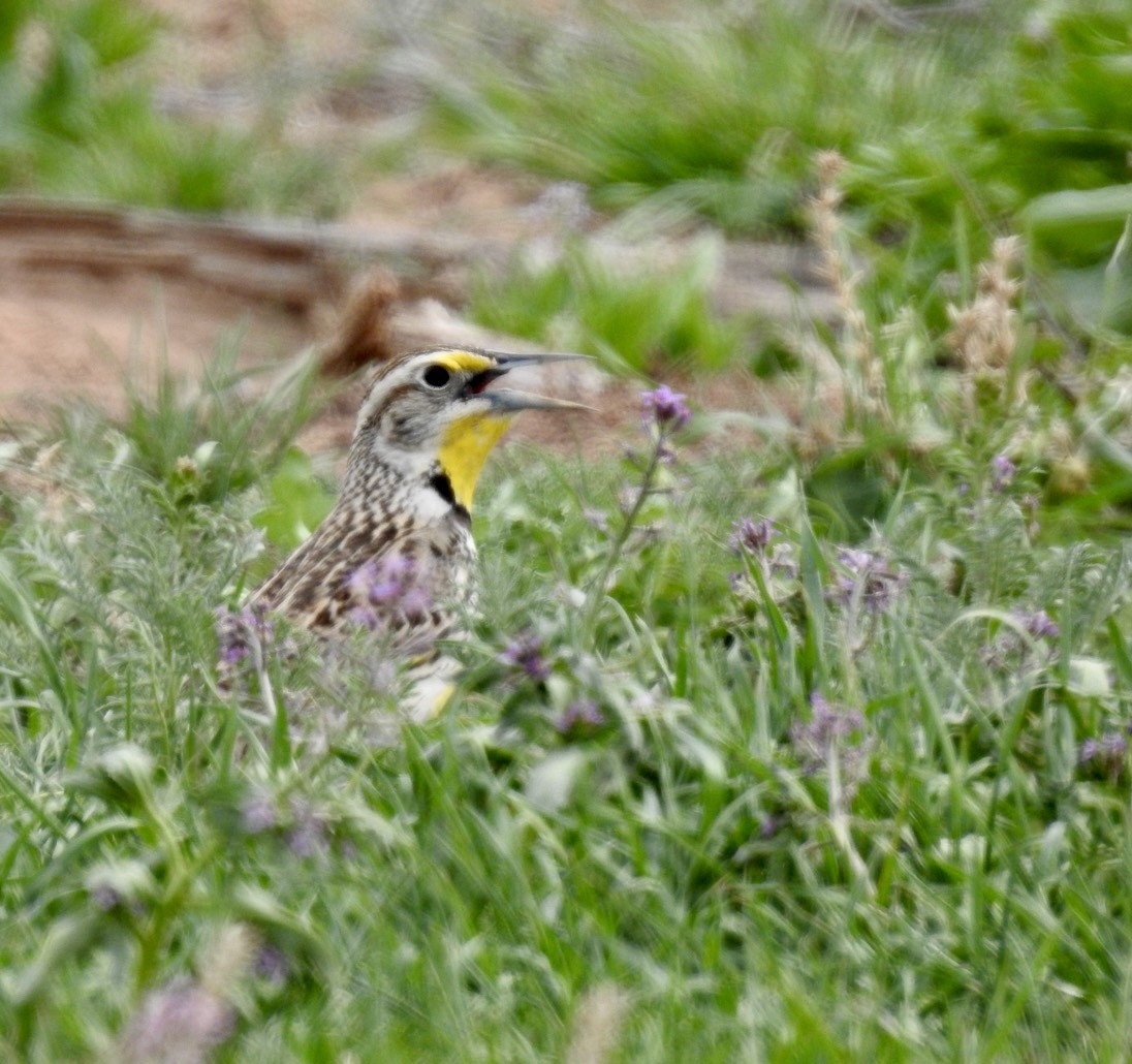 Western Meadowlark - ML434062661