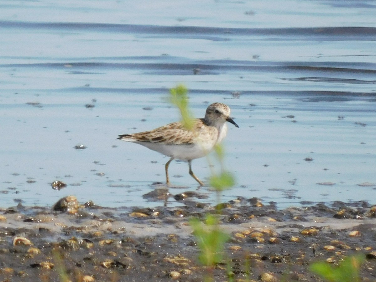 Least Sandpiper - ML434064231