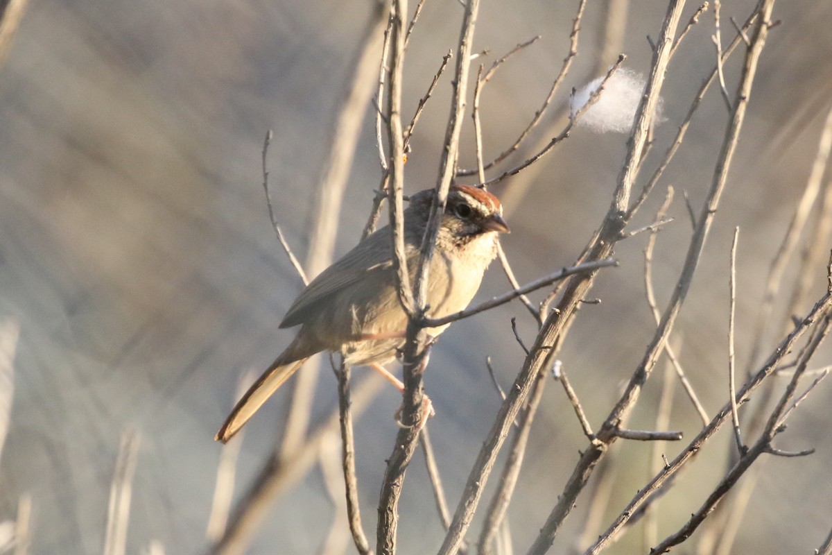 Rufous-crowned Sparrow - ML434064441