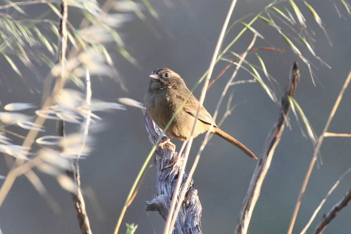 Rufous-crowned Sparrow - ML434064451