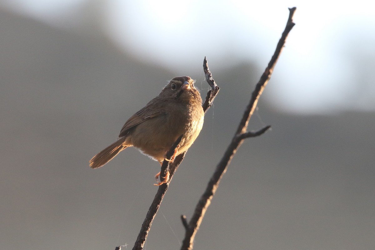 Rufous-crowned Sparrow - ML434064461