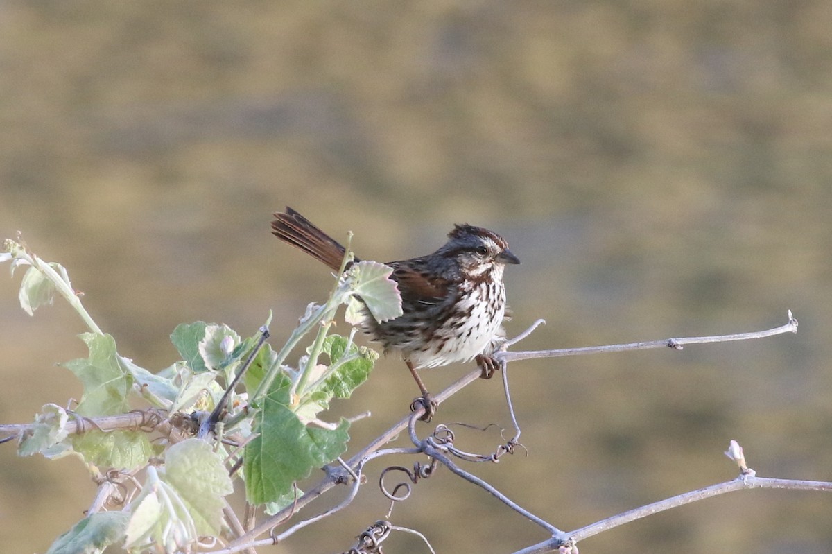 Song Sparrow - ML434064891