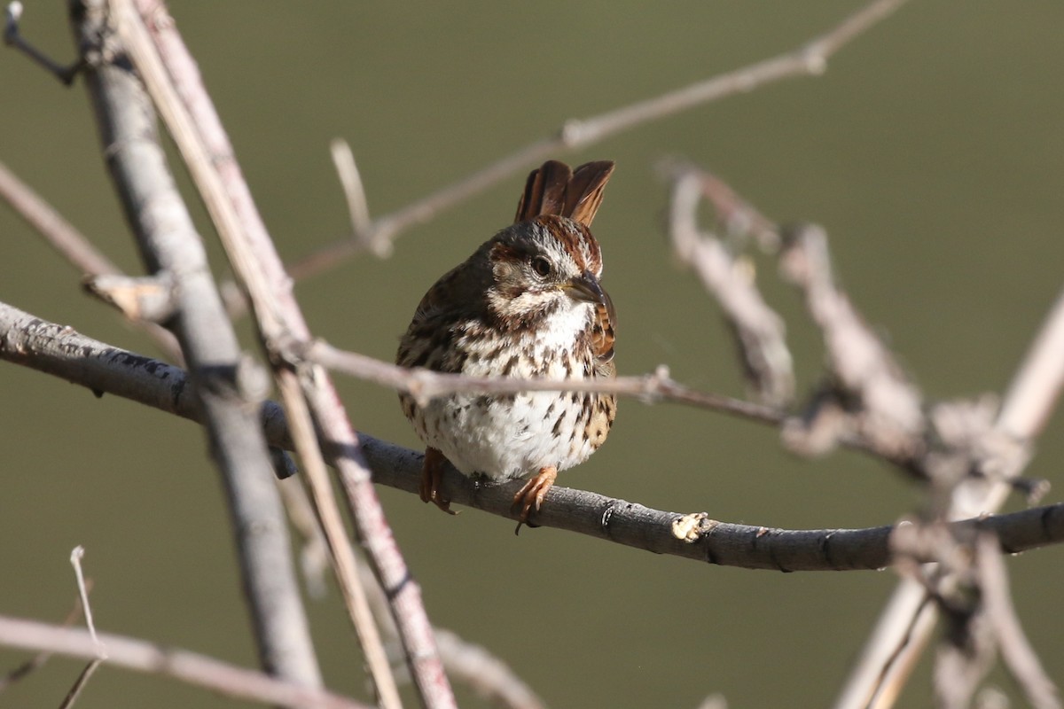 Song Sparrow - ML434064901