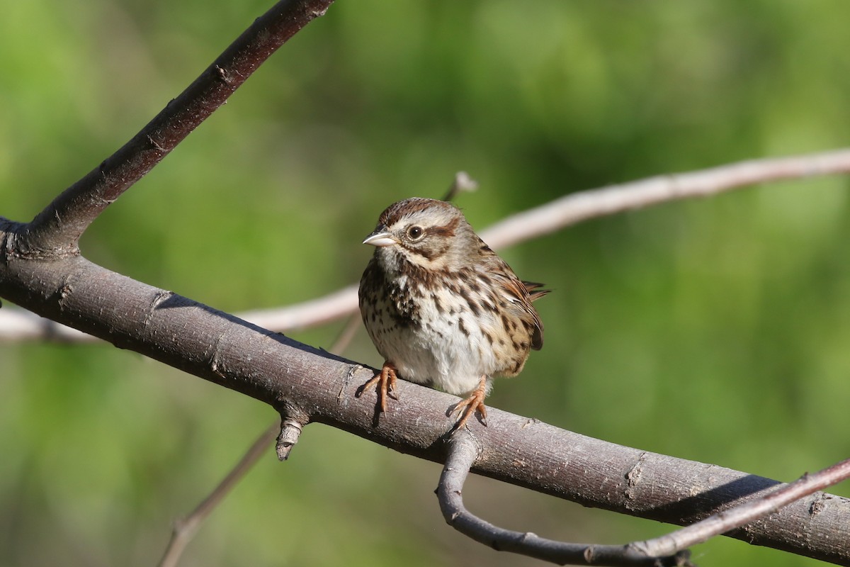 Song Sparrow - ML434064941