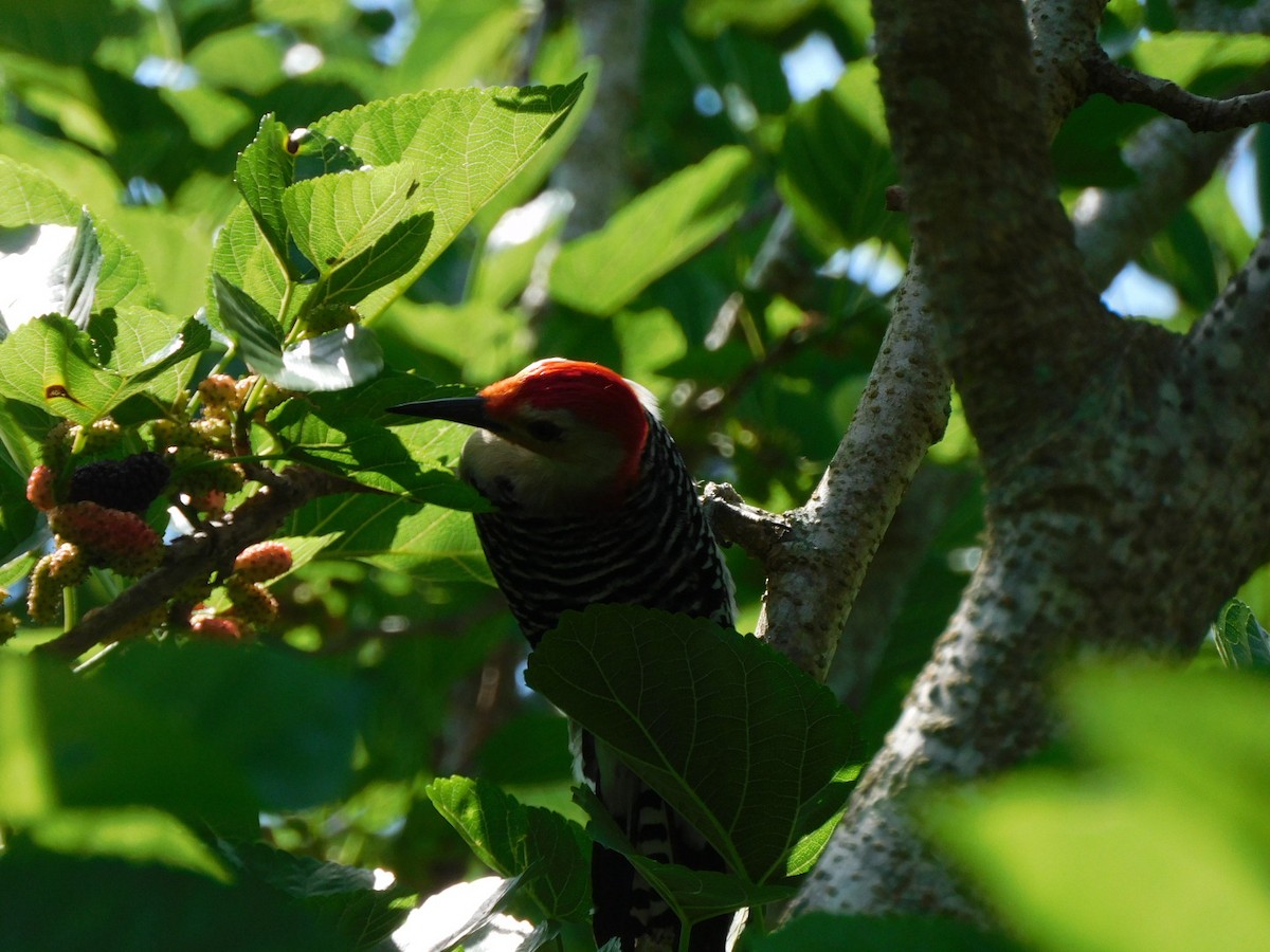 Red-bellied Woodpecker - Bailey Cleveland