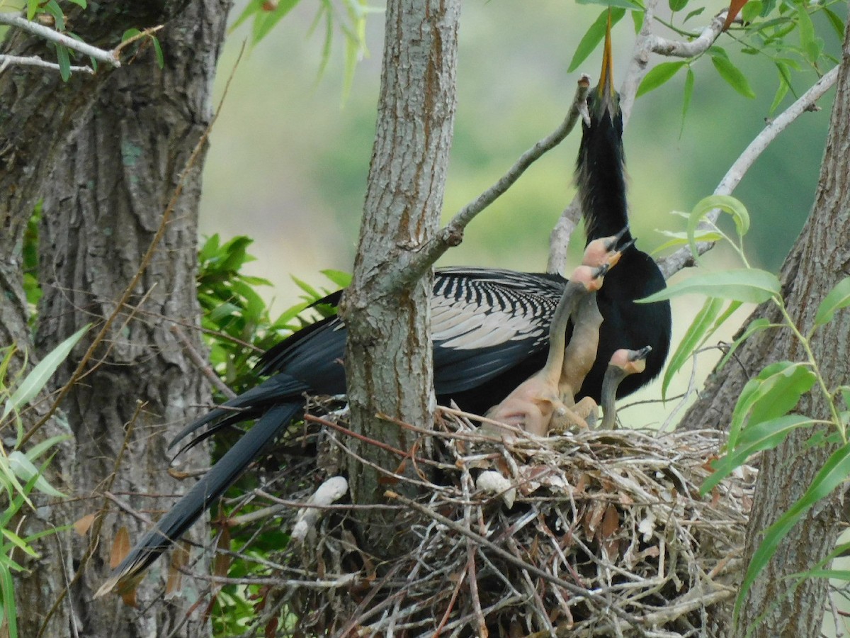 Anhinga d'Amérique - ML434065361