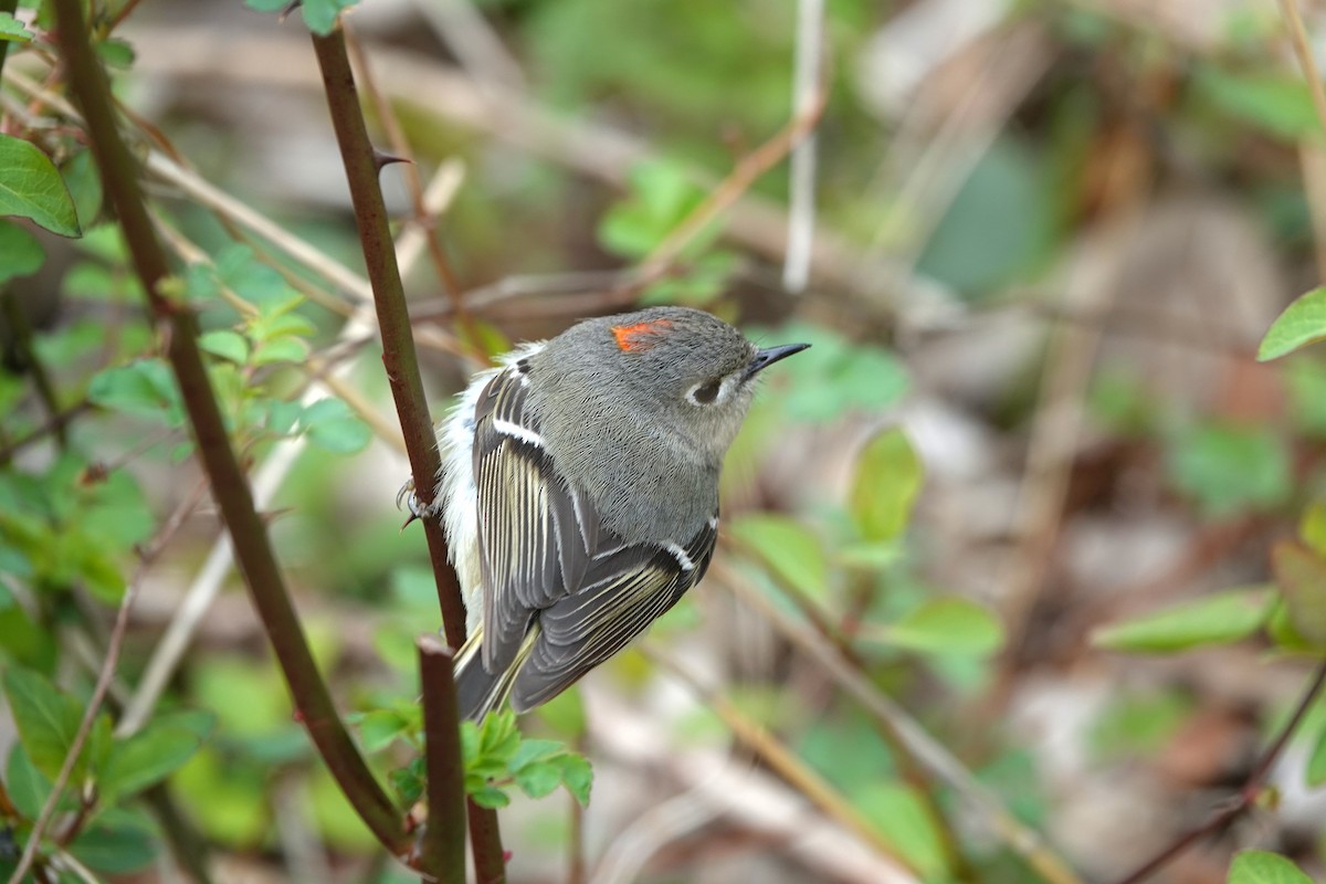 Ruby-crowned Kinglet - ML434065651