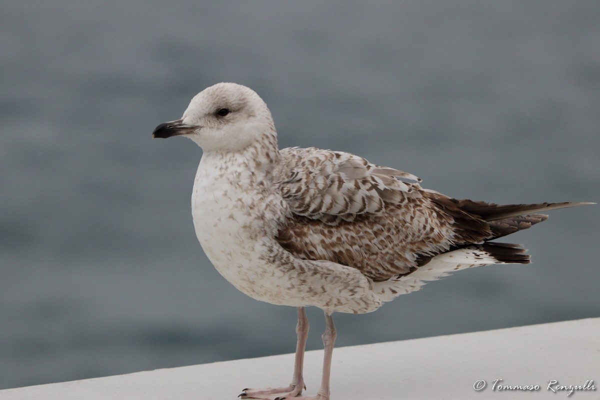 Larus sp. - ML434068511
