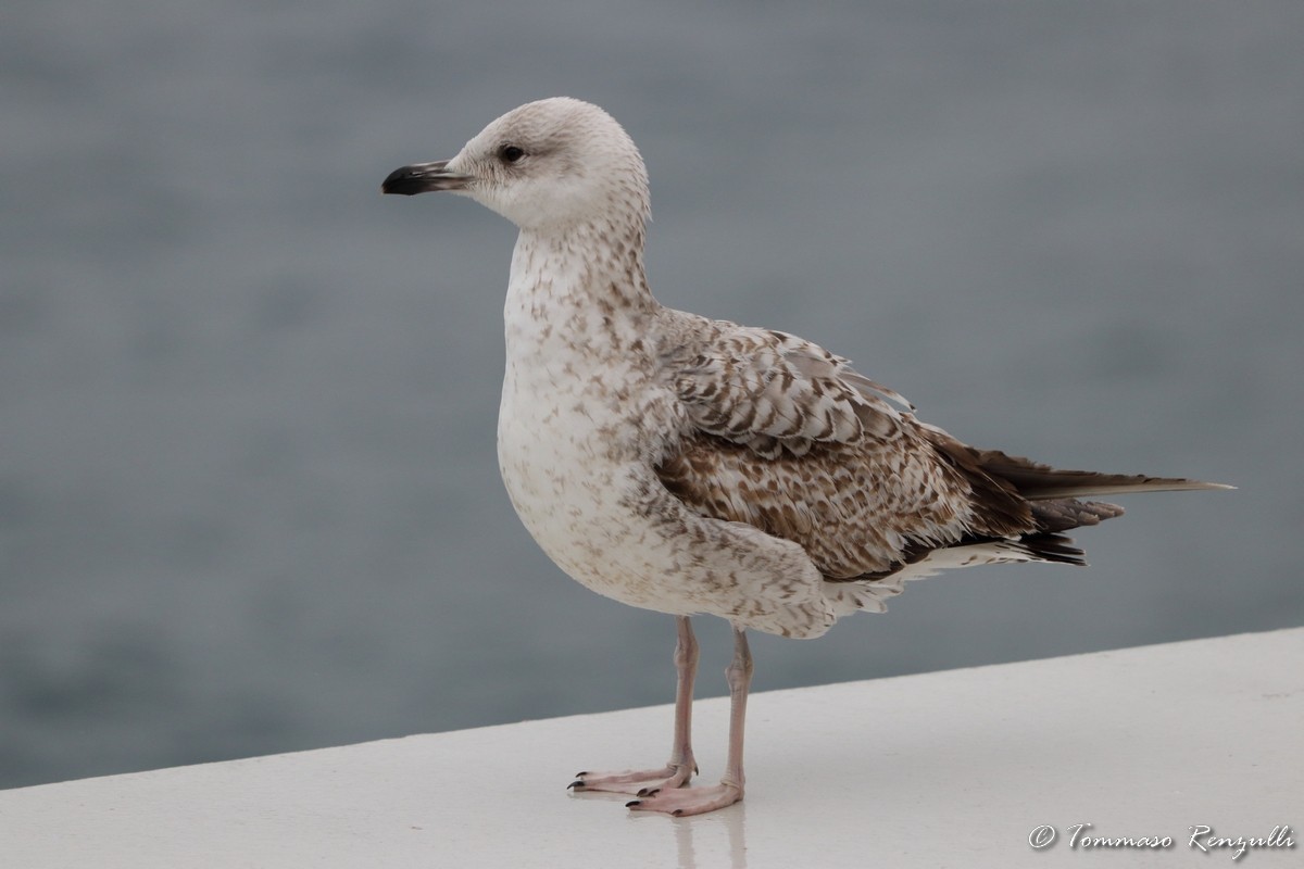 Larus sp. - ML434068521
