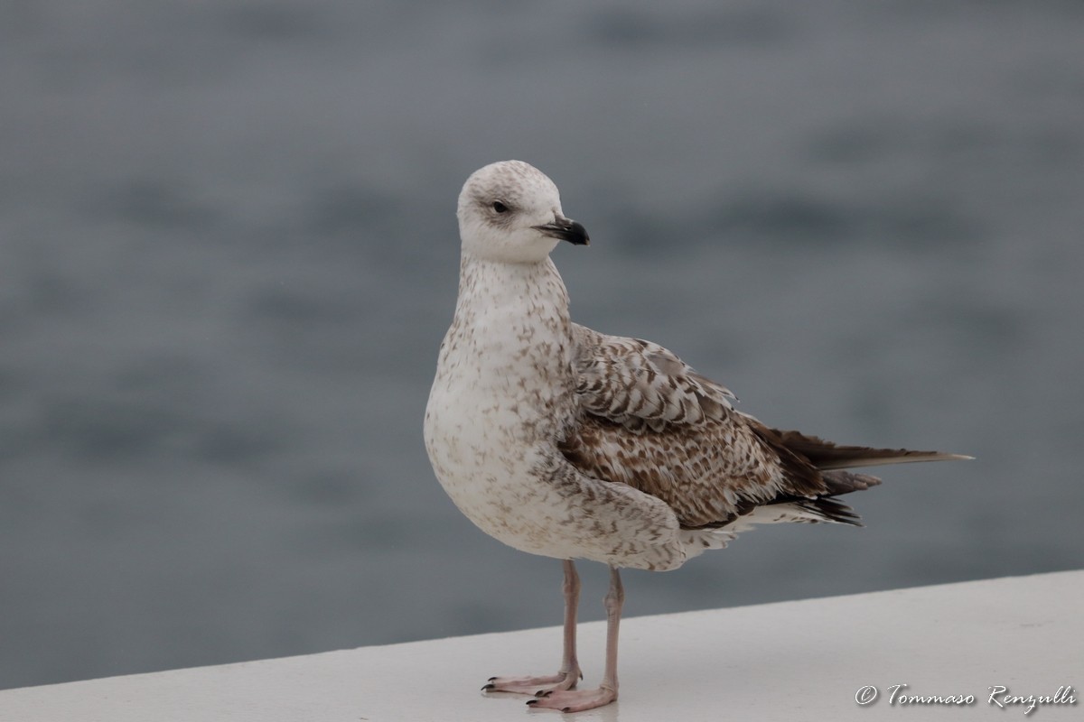 goéland sp. (Larus sp.) - ML434068541