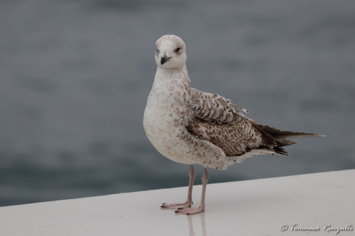 Larus sp. - ML434068551