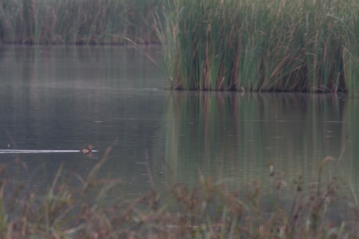 Fulvous Whistling-Duck - ML434068671