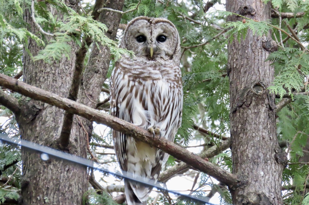 Barred Owl - ML434069231