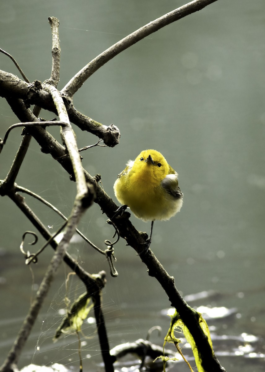 Prothonotary Warbler - Christine Wang