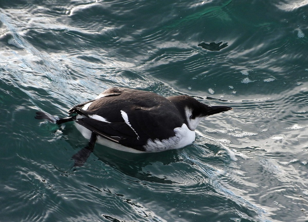 Common Murre - ML43407141