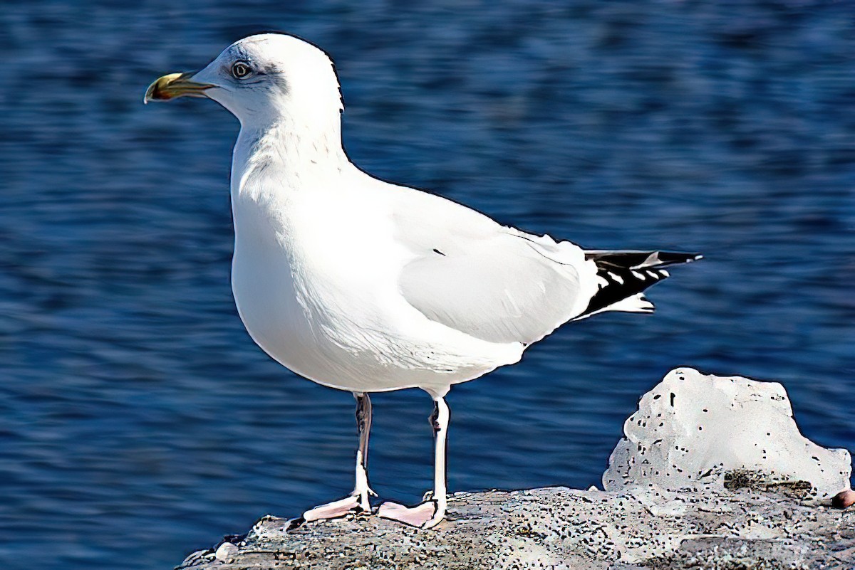 Herring Gull - ML434072941