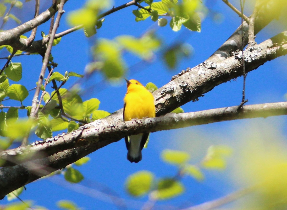 Prothonotary Warbler - Ashwin Srinivasan