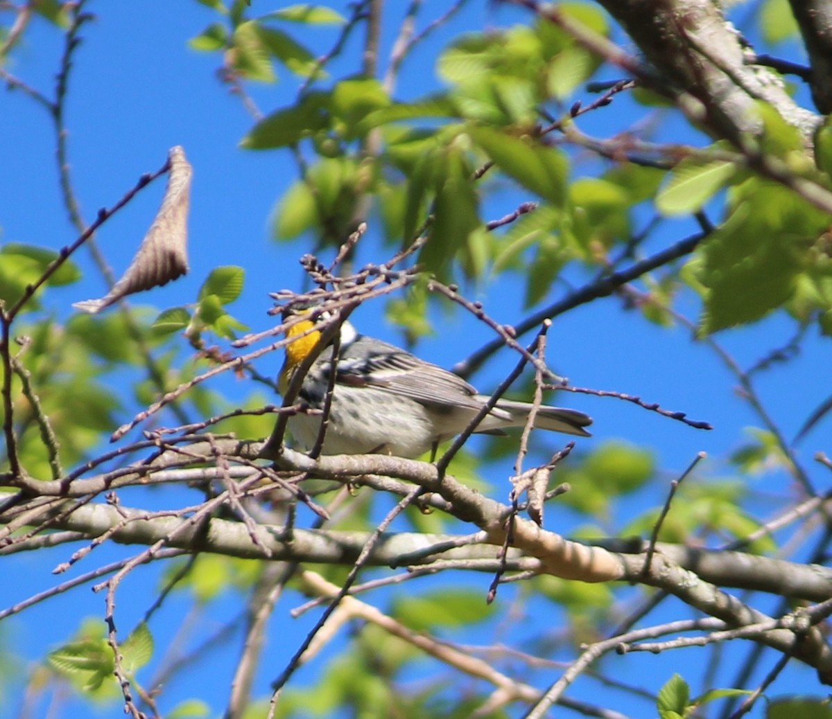 Yellow-throated Warbler - Ashwin Srinivasan