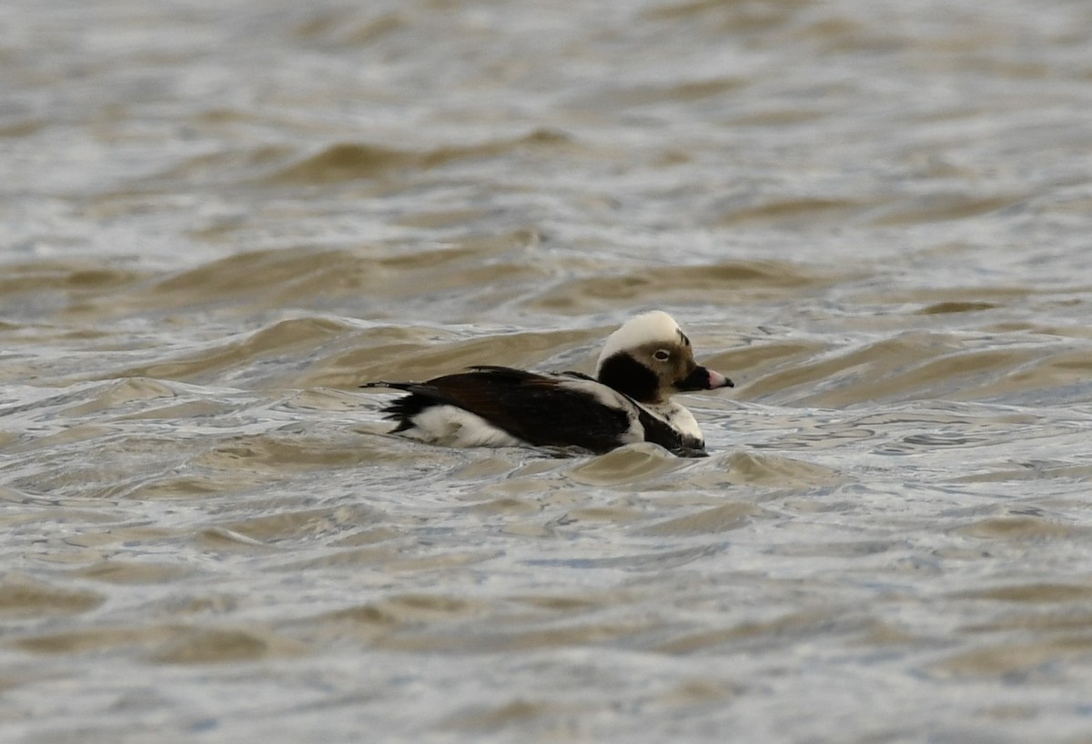 Long-tailed Duck - ML434074741