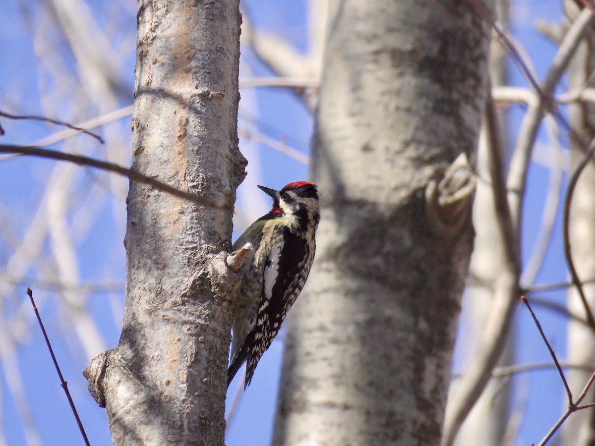Yellow-bellied Sapsucker - ML434076721