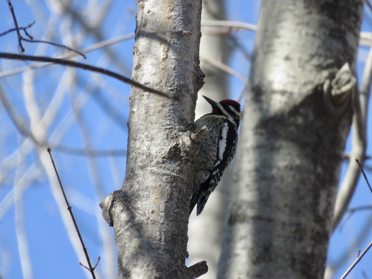 Yellow-bellied Sapsucker - ML434076731