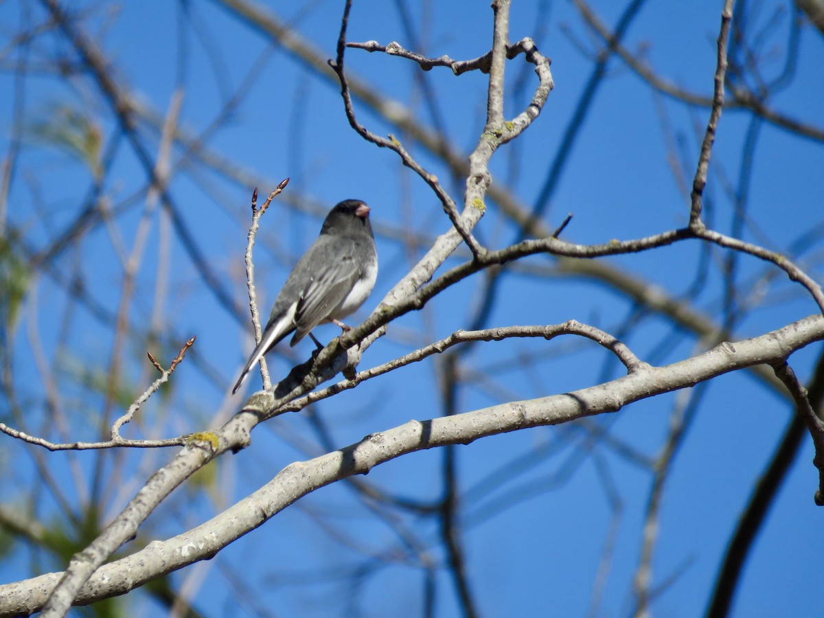 Dark-eyed Junco - ML434076801