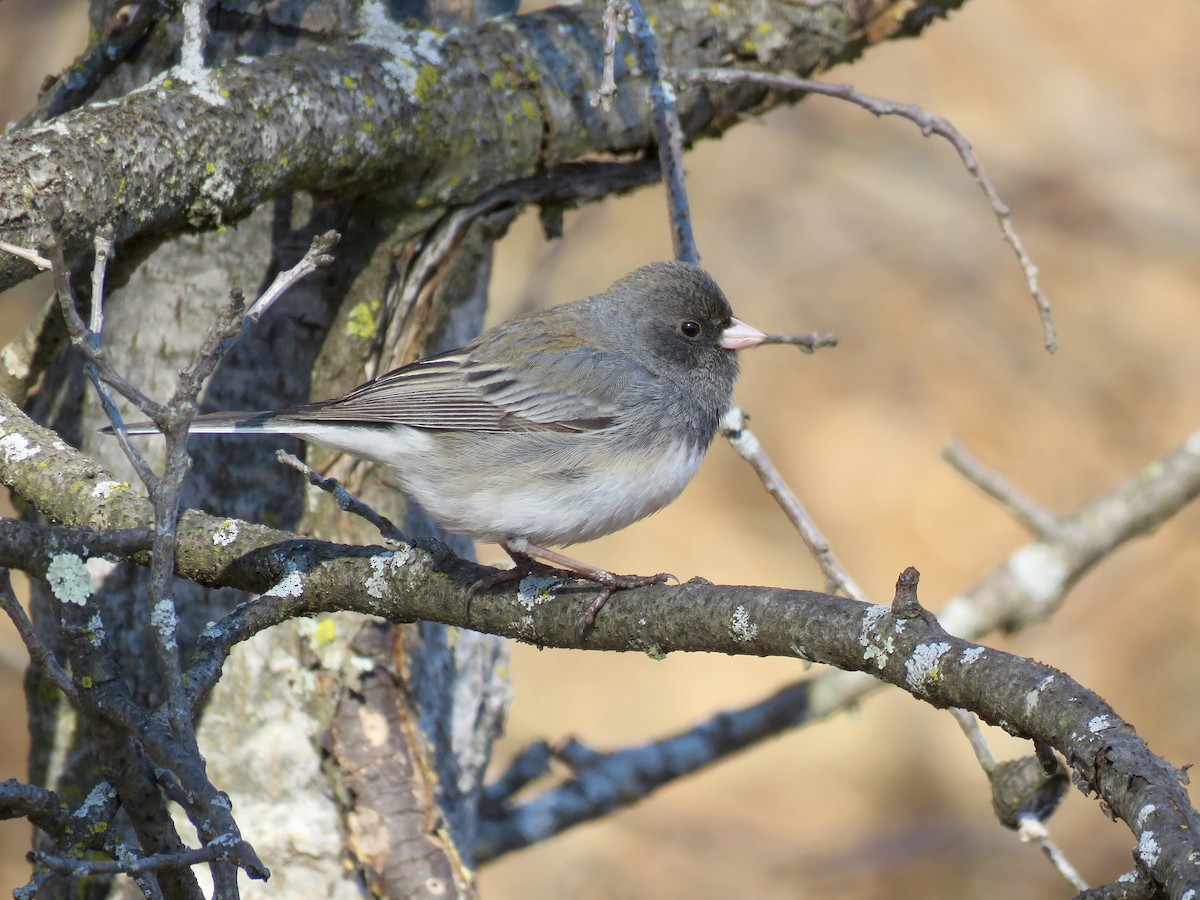Dark-eyed Junco - ML434076871