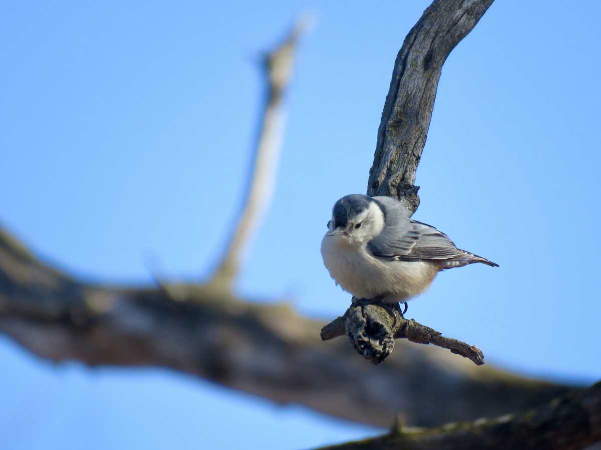 White-breasted Nuthatch - ML434076881