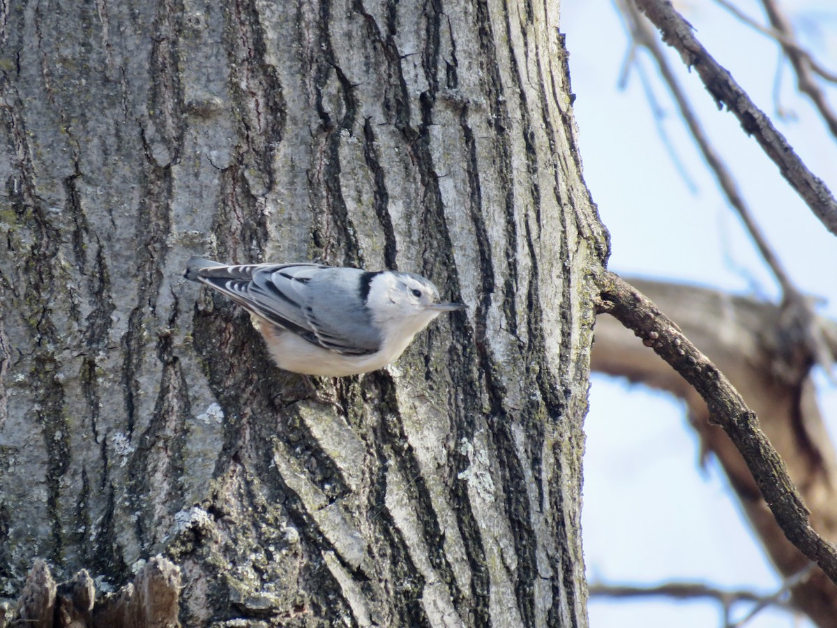 White-breasted Nuthatch - ML434076921