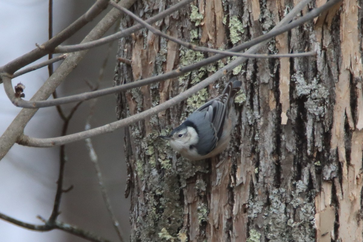 White-breasted Nuthatch - ML434077341
