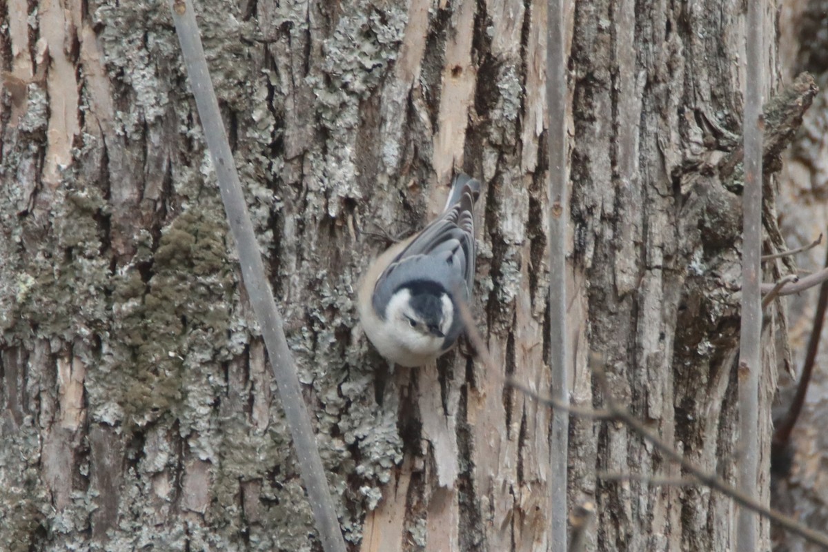 White-breasted Nuthatch - ML434077471