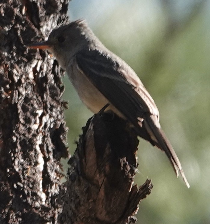 Greater Pewee - ML434077801