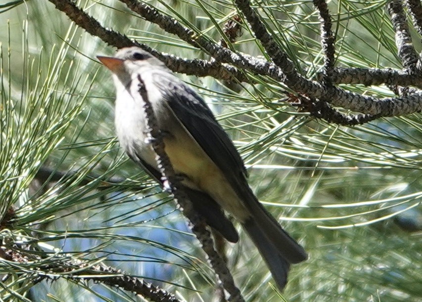 Greater Pewee - ML434077921