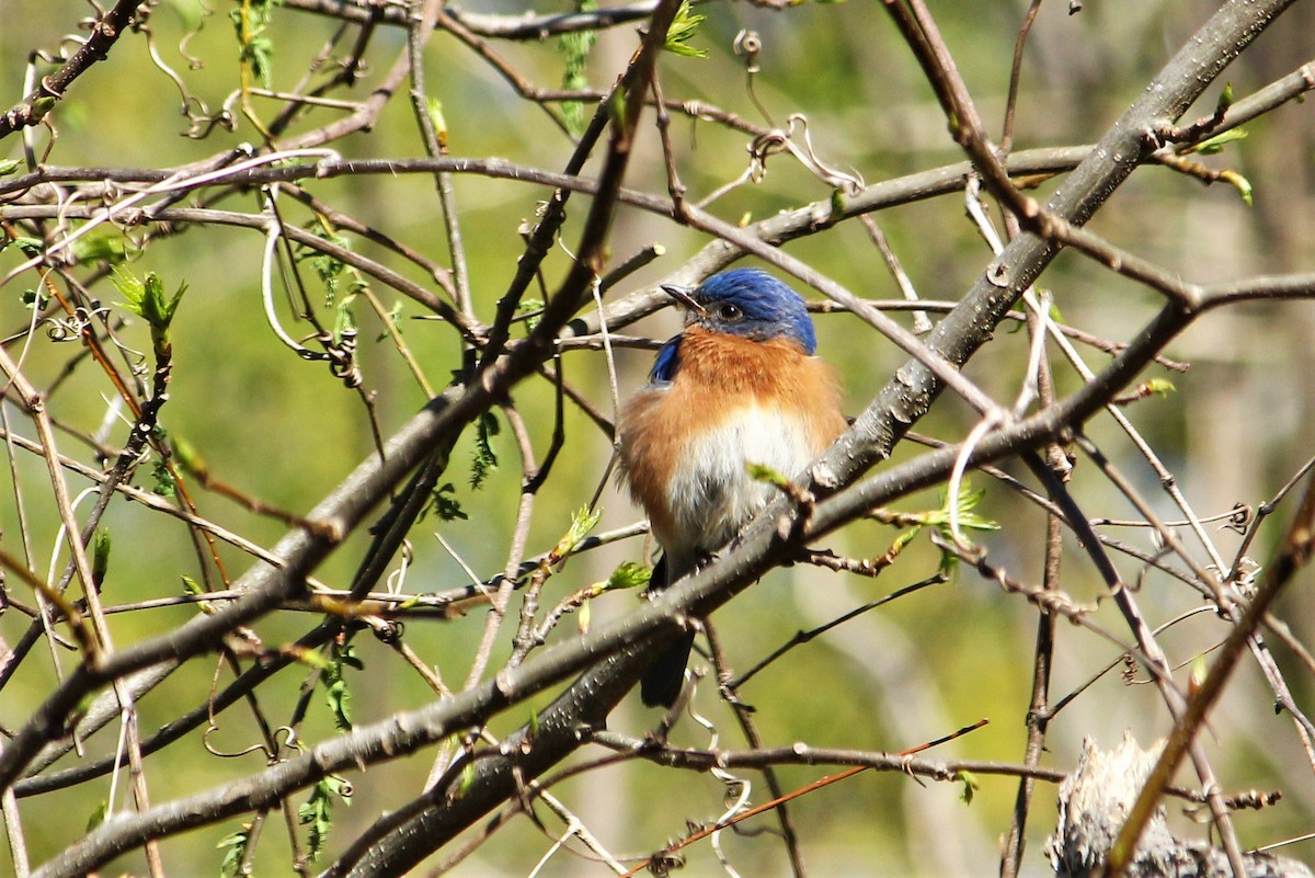 Eastern Bluebird - Becky Bateman