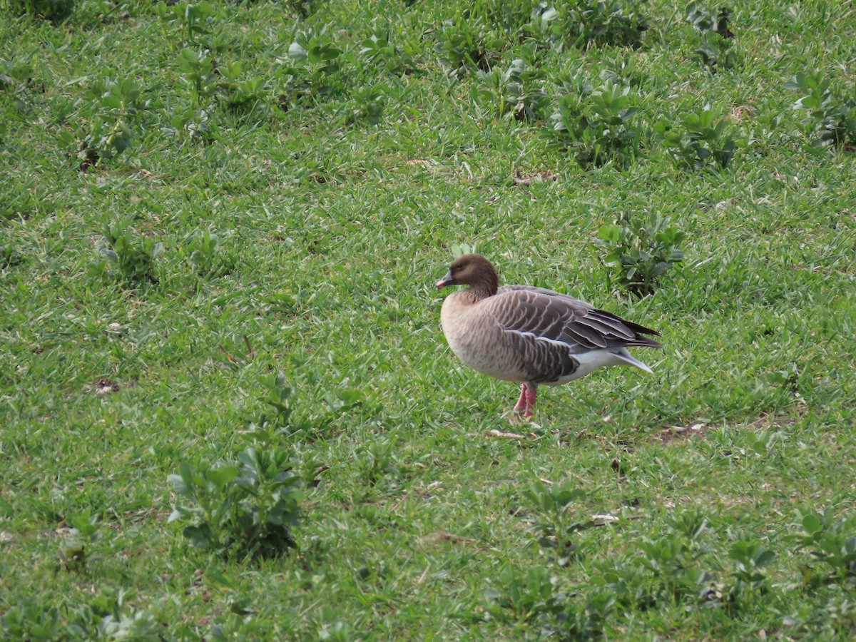 Pink-footed Goose - ML434079971