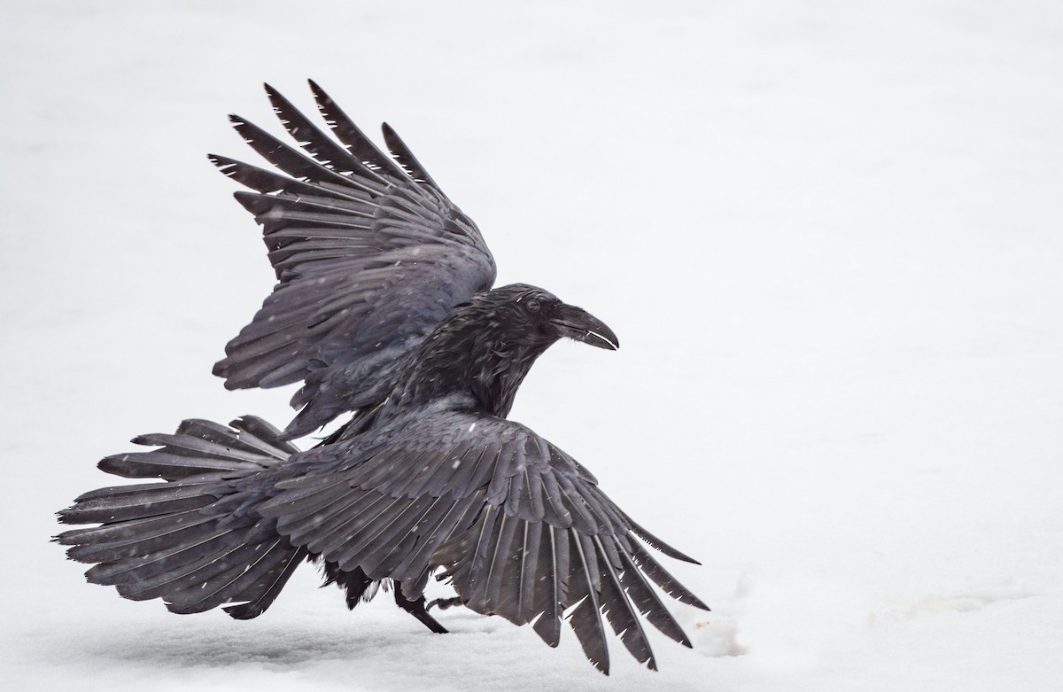 Common Raven - Annie Lavoie