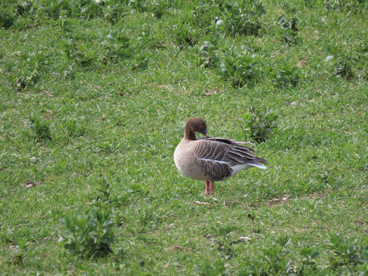 Pink-footed Goose - ML434080001