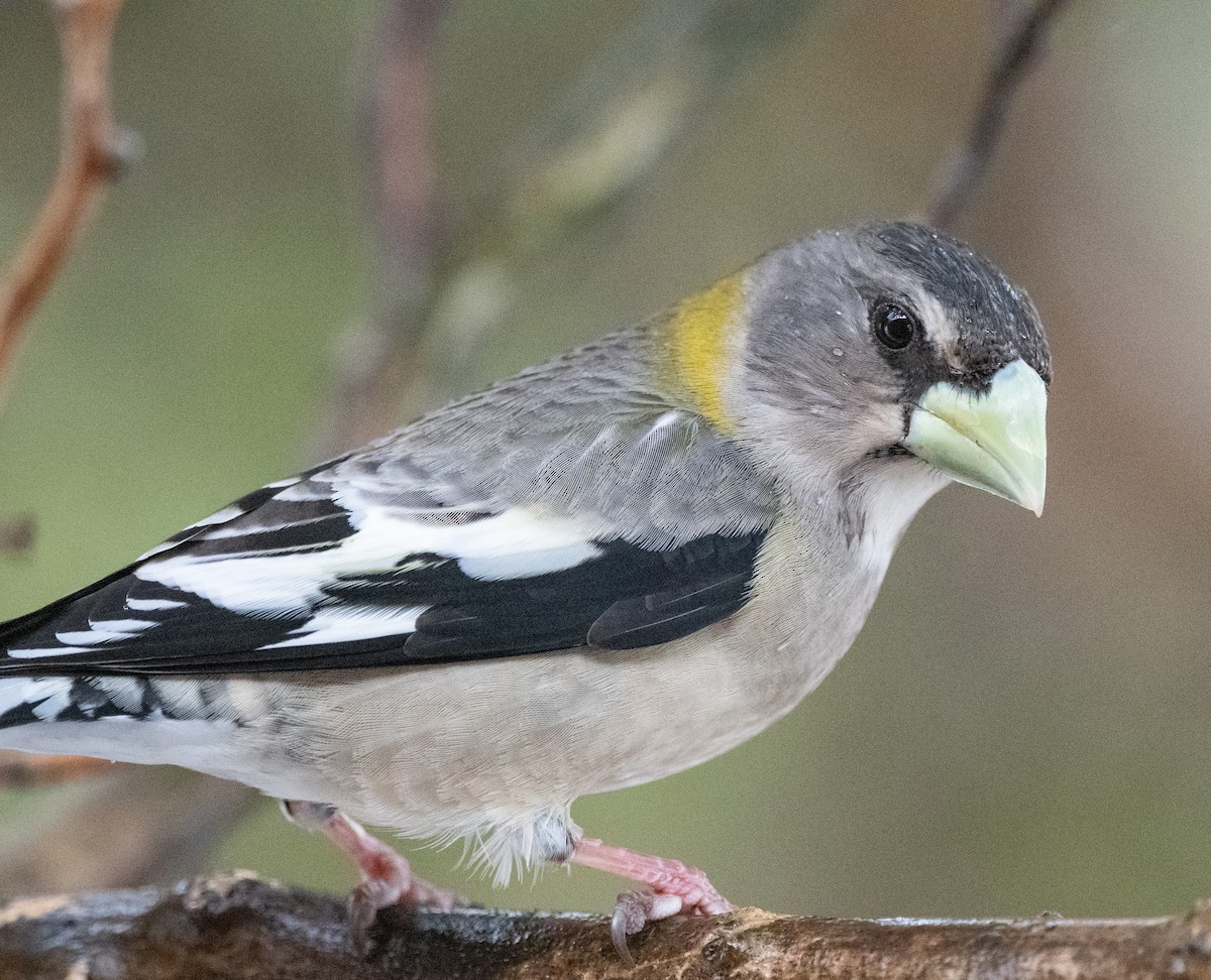 Evening Grosbeak - ML434080091