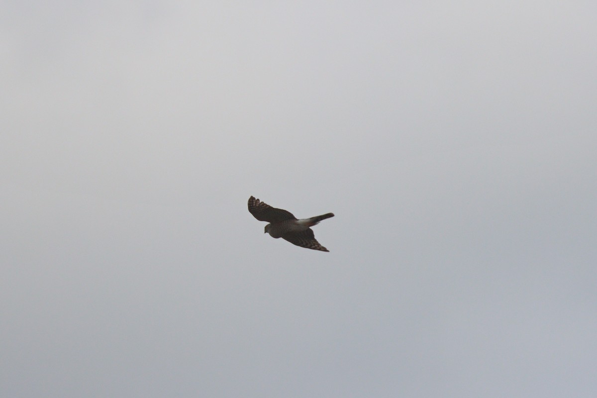 Sharp-shinned Hawk (Northern) - Chris Daly