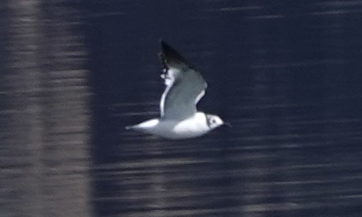 Franklin's Gull - Anonymous