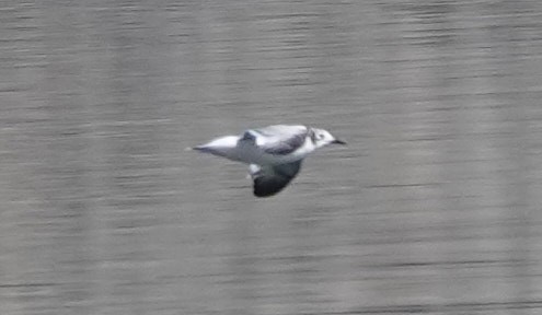 Franklin's Gull - ML434081321