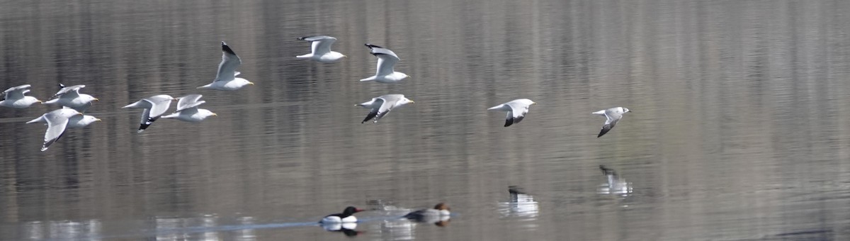 Franklin's Gull - Anonymous