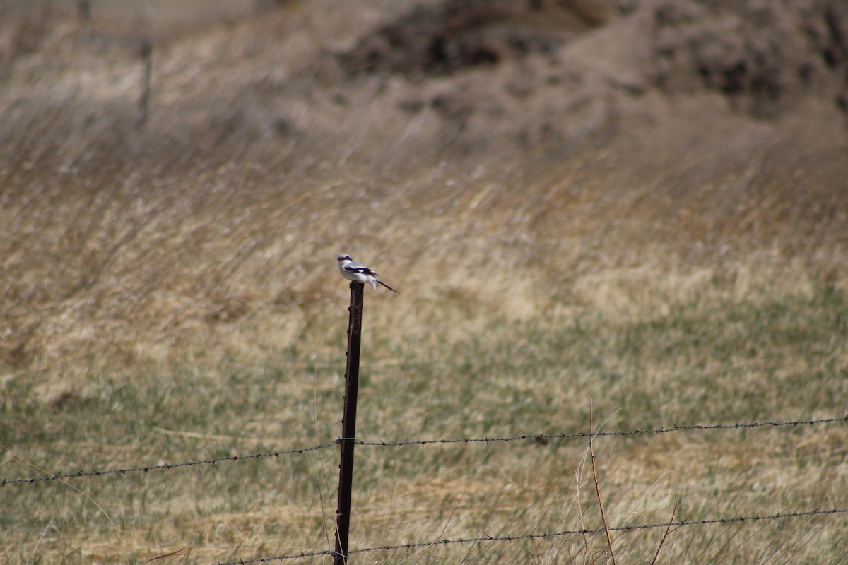 Pie-grièche migratrice - ML434081401