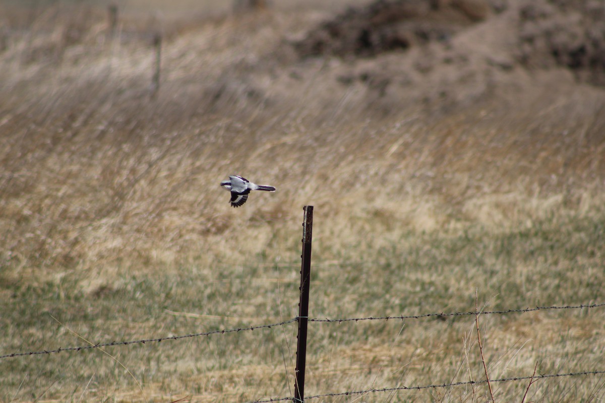 Pie-grièche migratrice - ML434081411