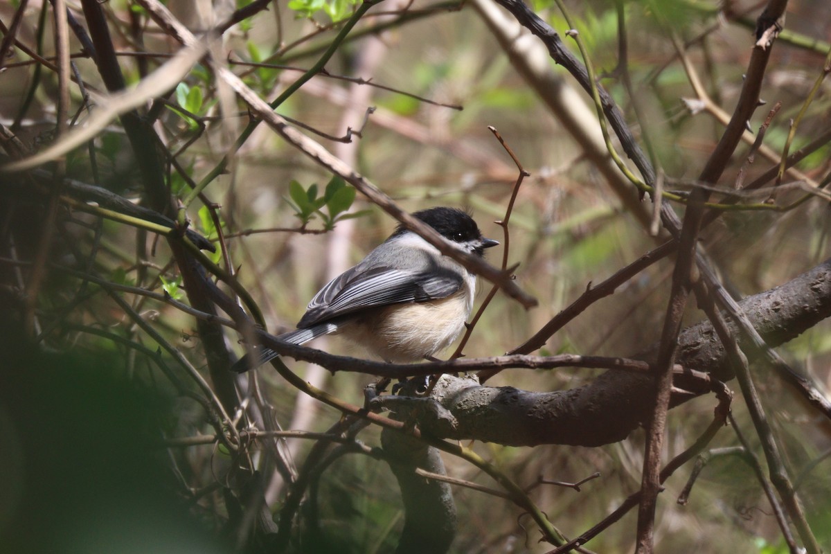 Black-capped Chickadee - ML434081531