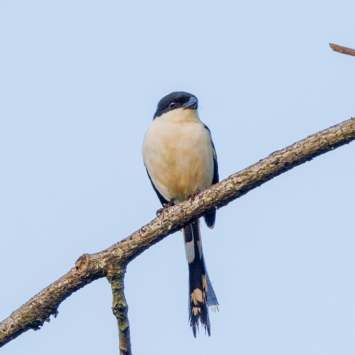 Northern Fiscal - Steve McInnis