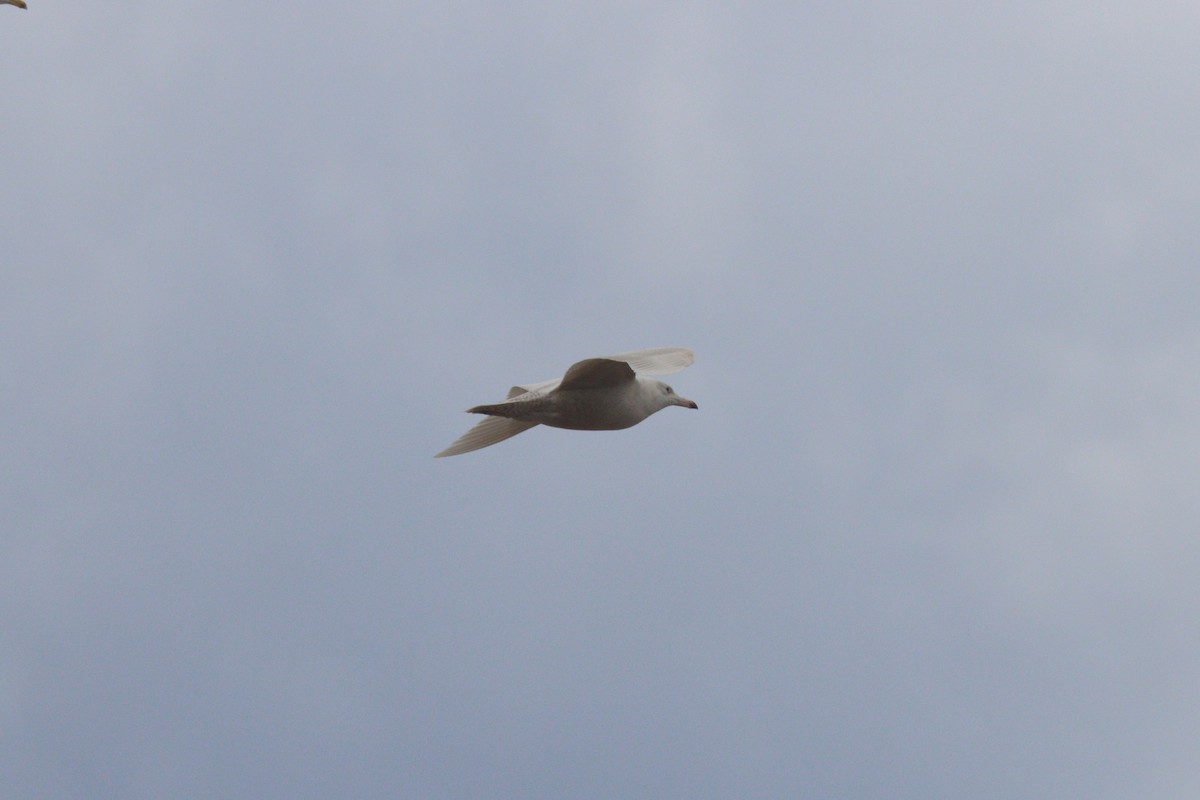 Glaucous Gull - ML434081641