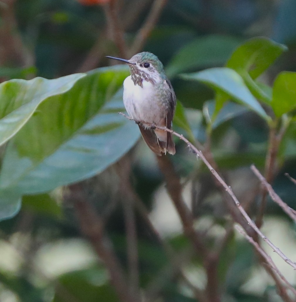 Calliope Hummingbird - ML434082251