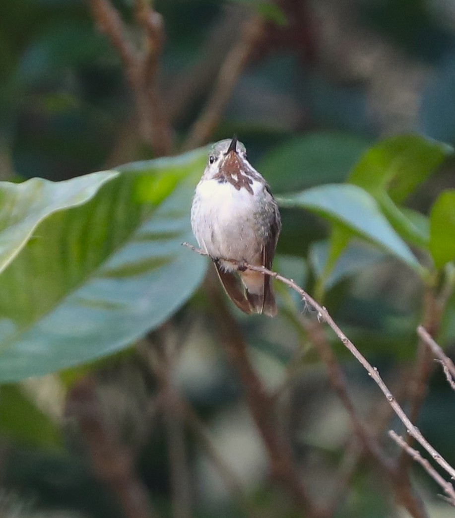 Calliope Hummingbird - ML434082311