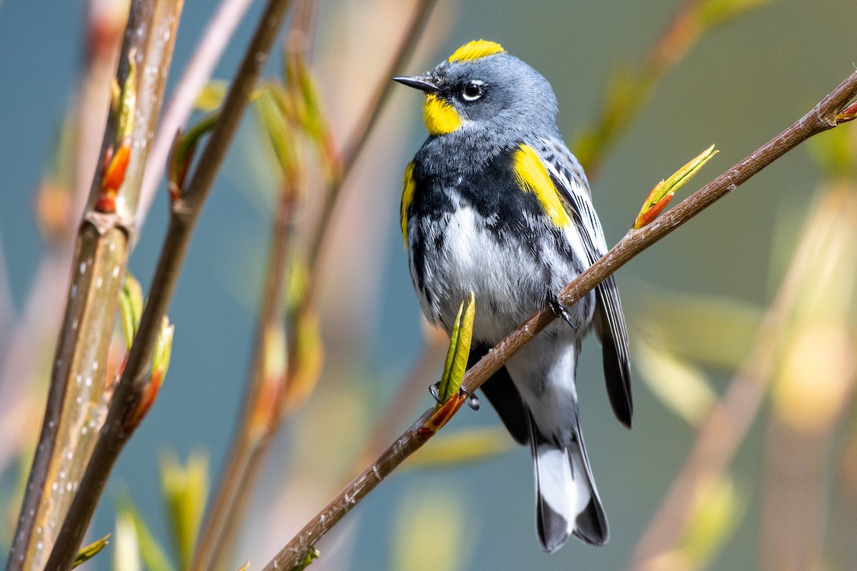 Yellow-rumped Warbler - ML434082651